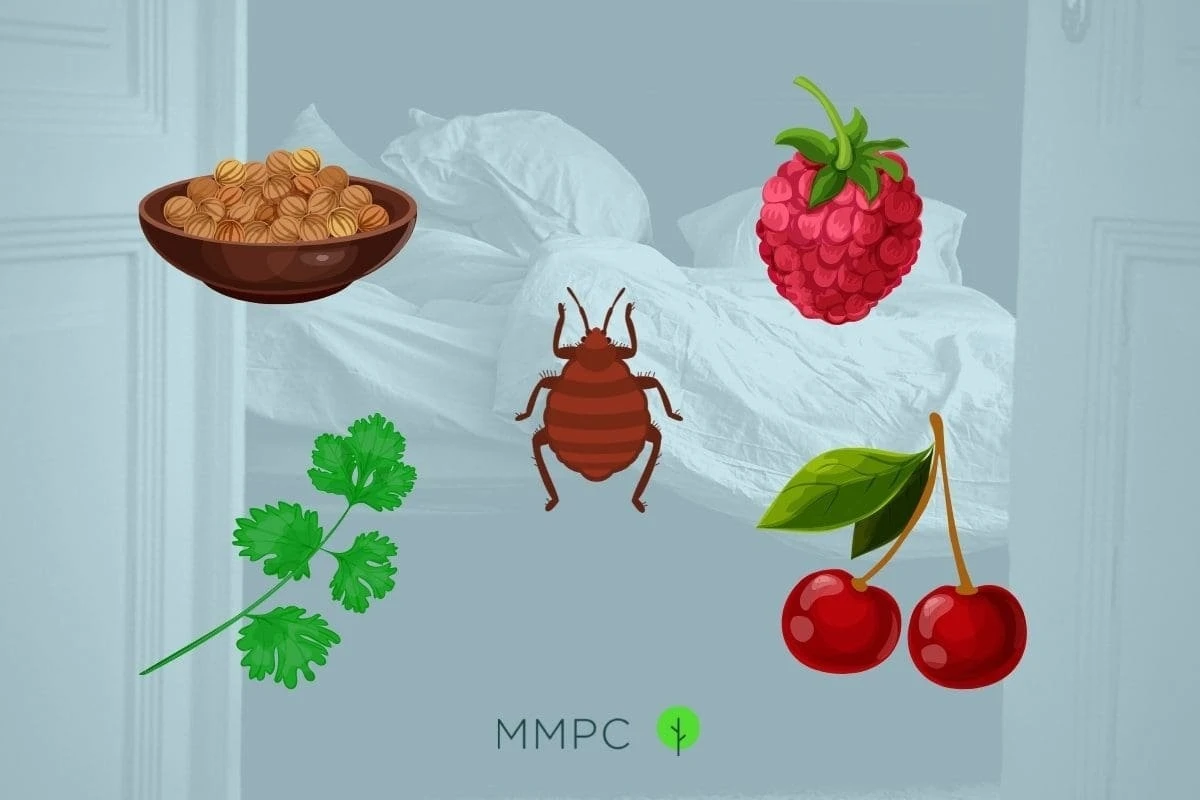 Cette odeur sucrée dans votre chambre pourrait être le signe d'une invasion de punaises de lit - image 1