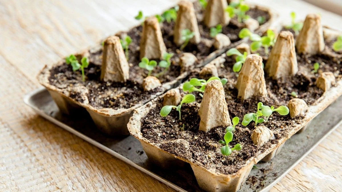 Potager : pourquoi les jardiniers avisés commencent leurs semis dans des boîtes d'œufs dès février - image 1
