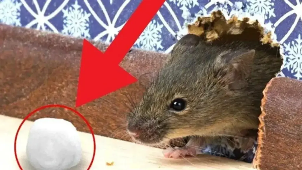 Pourquoi les experts placent un morceau de laine brûlée dans les coins de leur maison