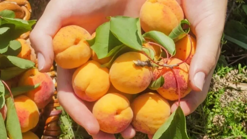 Pourquoi les habitants de cette vallée isolée consomment des abricots chaque jour