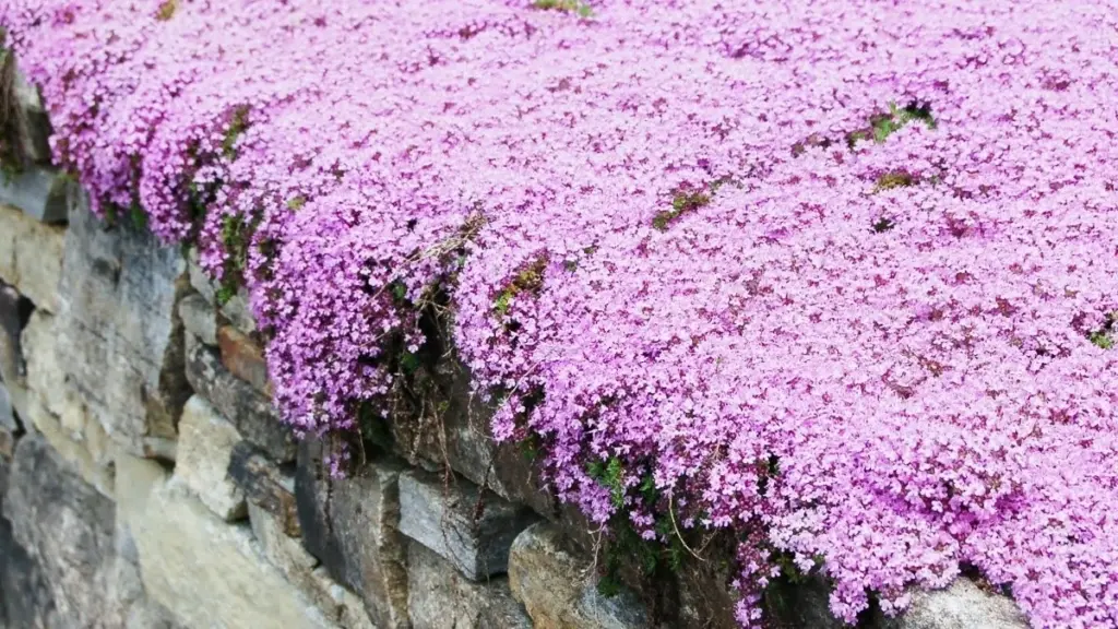 Pourquoi les jardiniers expérimentés remplacent le gazon par cette plante qui résiste à -35°C
