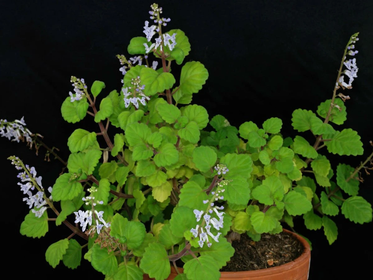 Pourquoi les jardiniers coupent toujours les pointes de leur plante de l'argent - image 1